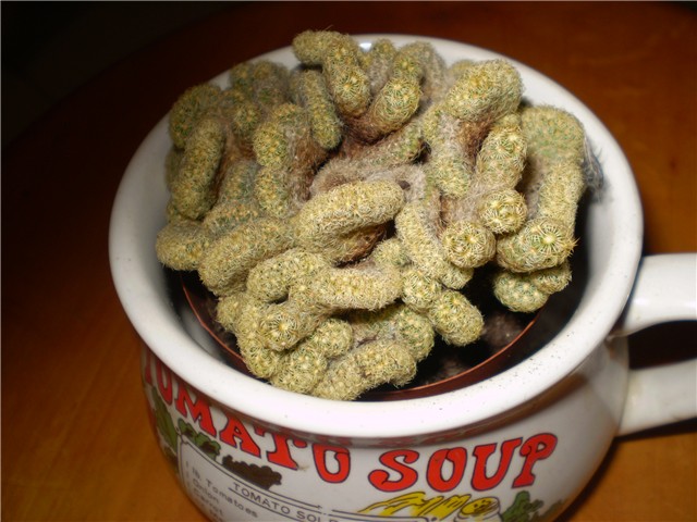 kaktus